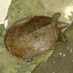 img_0034-turtle-in-river