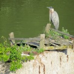 img_0046-gbh-north-of-high-falls