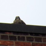 img_0060-juvie-on-city-place-roof