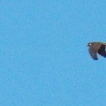 1-falcon-flying-towards-kodak-office-8-8-14