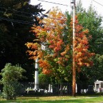 1-fall-tree-mt-hope-cemetery-8-23-14