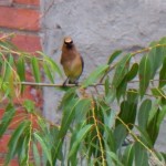 15-cedar-wax-wing-near-bsb-8-5-14