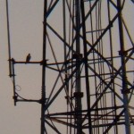 3-adult-falcon-on-jail-comm-tower-8-6-14