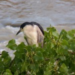 5-black-crowned-night-heron-8-6-14