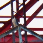 Dot.ca on the Frontier Communication Tower 8-7-14