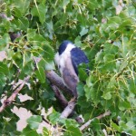 Very sleepy Black-Crowned Night Heron in the Library Tree 8-7-14