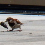 8-house-sparrow-and-cicada-8-2-14