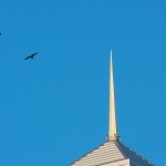 Two Juvie Peregrine Falcons Flying Together 8-13-14