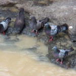 9-pigeon-watering-hole-8-5-14