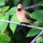 img_0002-cedar-waxwing