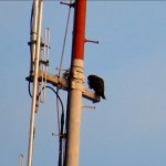 img_0002-my-first-look-at-juvie-on-rgs-antenna