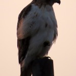 img_0004-red-tail-hawk