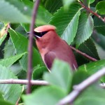 img_0005-hiding-cedar-waxwing