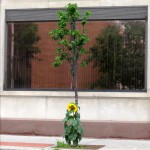 img_0005-lonely-sunflower-on-east-ave