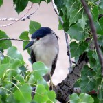 img_0006-black-crowned-night-heron