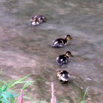 img_0009-4-ducklings