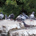 img_0011-a-pigeon-gathering
