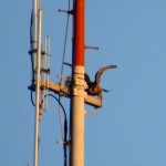 img_0011-beauty-on-rgs-antenna