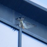 img_0011-fantail