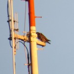 img_0013-beauty-on-rgs-antenna-seen-from-inn-at-broadway