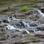 img_0013-ducks-and-little-falls