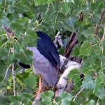 img_0015-black-crowned-night-heron-hiding-in-the-tree