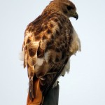 img_0017-theres-the-red-tail