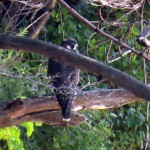 img_0018-juvie-in-falcon-sucking-tree