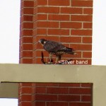 img_0022-silver-band-on-right-leg