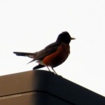 img_0024-mr-robin-has-a-problem-with-mr-red-tail