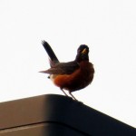 img_0025-good-lookin-robin