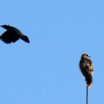img_0027-crow-after-dive-bombing-hawk