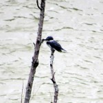 img_0031-belted-kingfisher