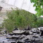 img_0032-2-black-crowned-night-herons