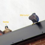img_0033-nettie-and-mercury-on-city-place