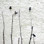 img_0034-belted-kingfisher-and-3-cormorants