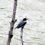 img_0036-belted-kingfisher