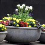 img_0047-3-potted-plants-in-a-row