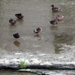 img_0051-quack-quack