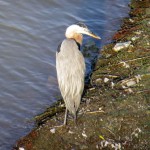 img_0057-great-blue-heron