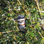 img_0058-belted-kingfisher