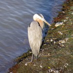 img_0058-great-blue-heron