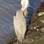 img_0059-gbh-preening