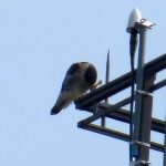 img_0072-falcon-power