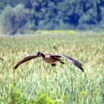 img_0096-canada-geese-coming-in-for-a-landing