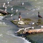 img_0111-2-canada-geese-in-the-mix