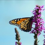 img_0150-monarch-butterfly