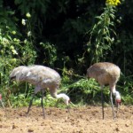 img_0161-sandhill-cranes1