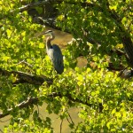 Great Blue Heron in a Tree Genesee River 9-13-14