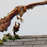 Red-tail Hawk on old house near Geva Theater with Squirrel 9/6/14